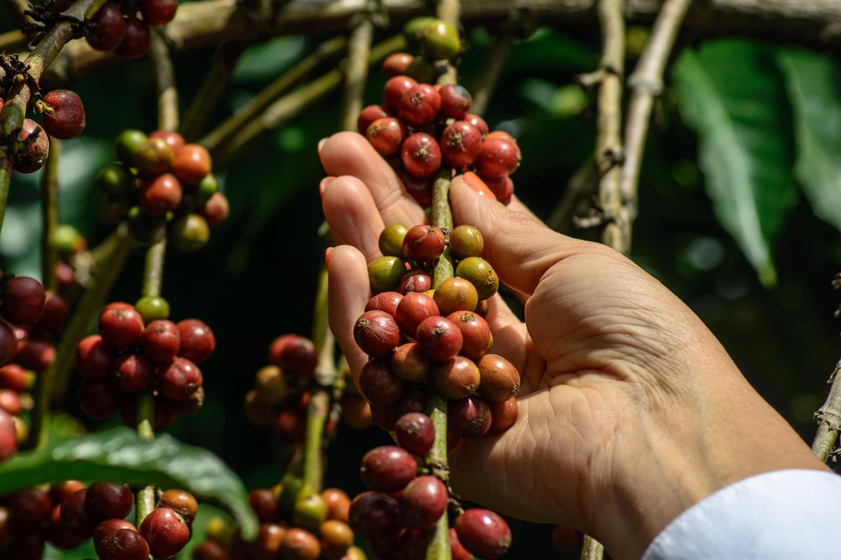 Koffiezaailingen in de kwekerij