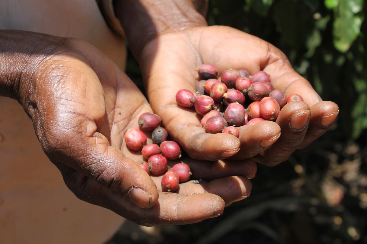 Koffiebonen uit Rakai
